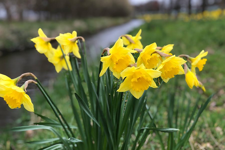 Groep bloeiende narcissen