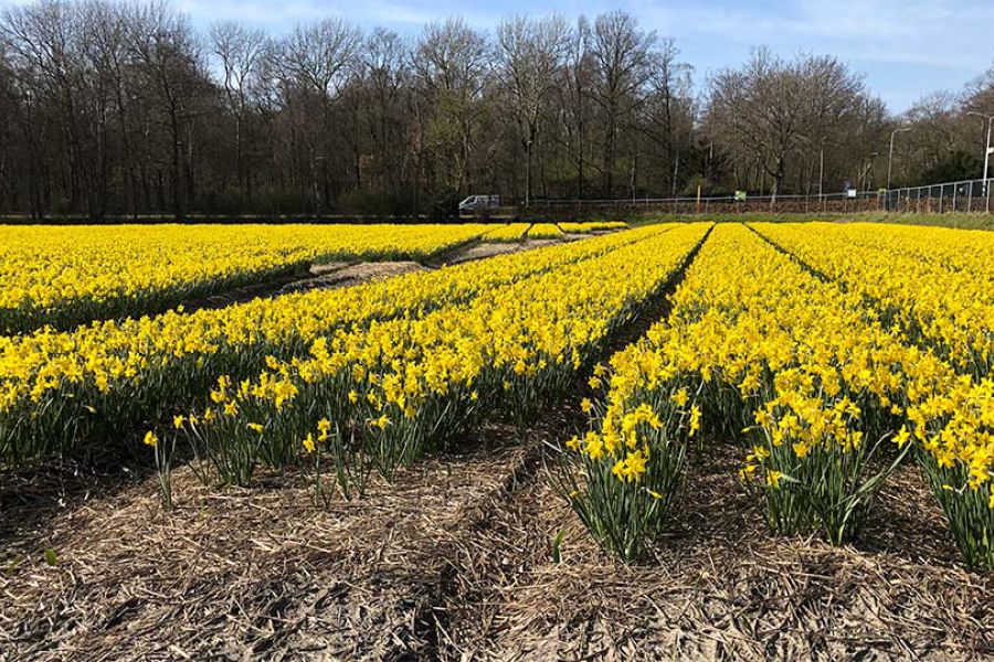 Groep bloeiende narcissen