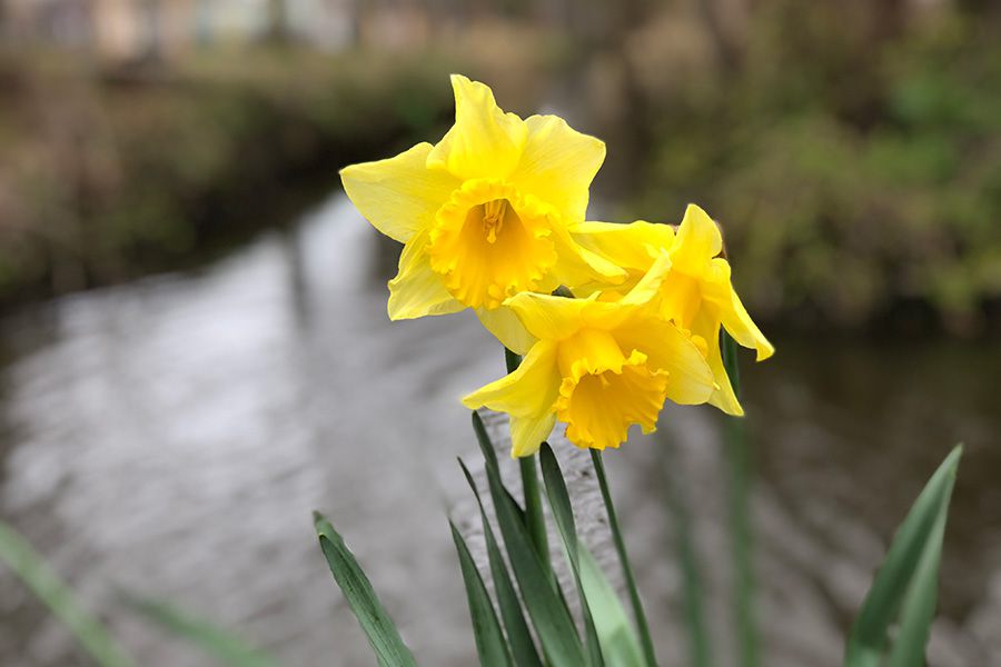 Drie bloeiende narcissen